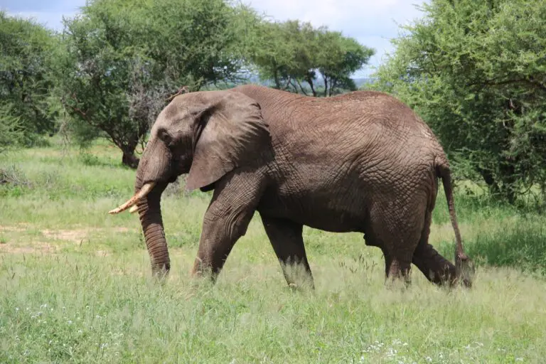 Selous Game Reserve | Nyerere National Park