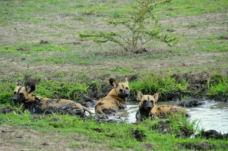 Day safari in Selous Game Reserve