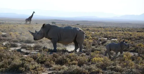 Ngorongoro Crater