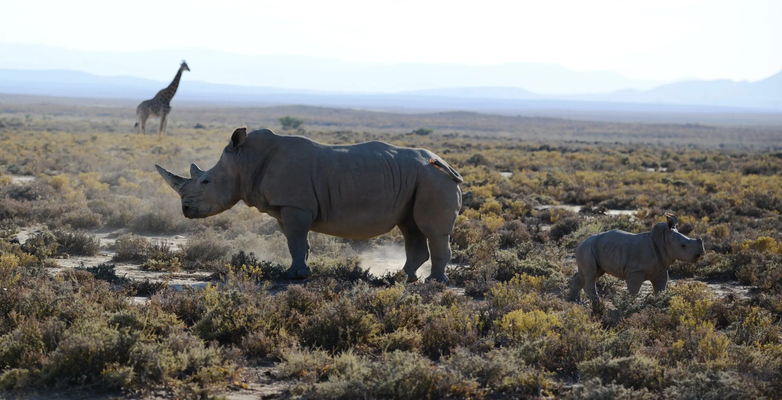 Ngorongoro-Krater