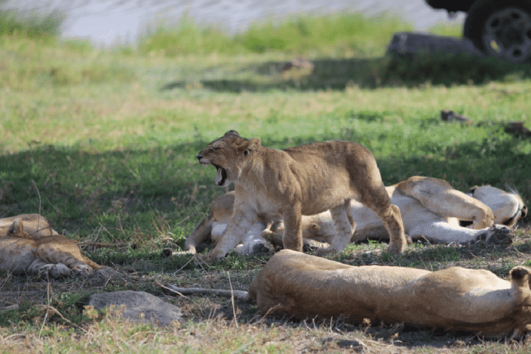 3 Days in Selous Game Reserve