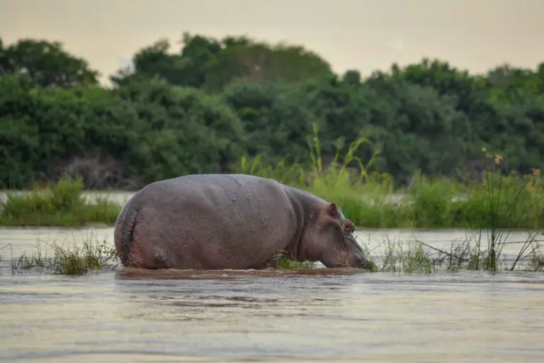 2 Dagen in Selous Game Reserve