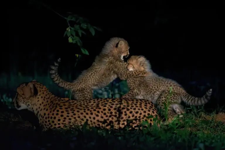 4 Days | The Serengeti Experience