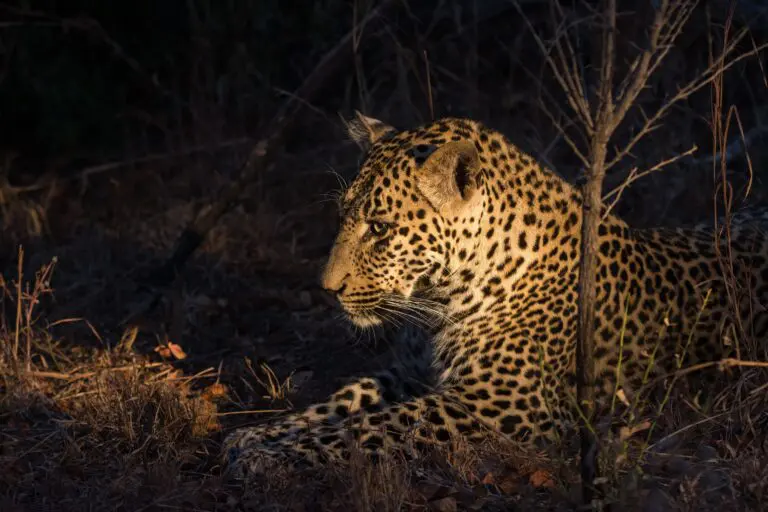 Night game drive in Ikona