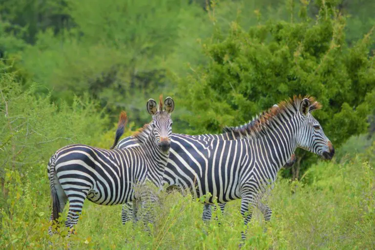 Arusha National Park