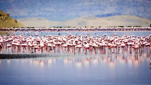 Lake Natron
