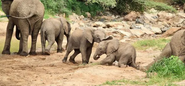 Tarangire National Park