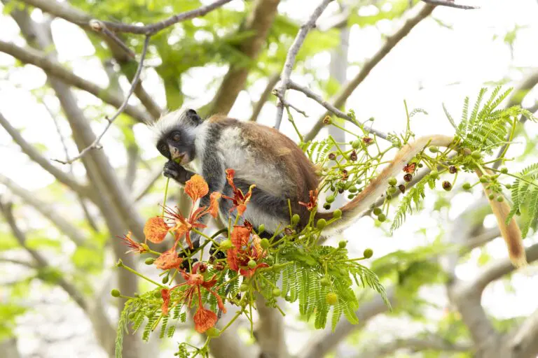 11 Dagen | Wildlife & Witte Stranden