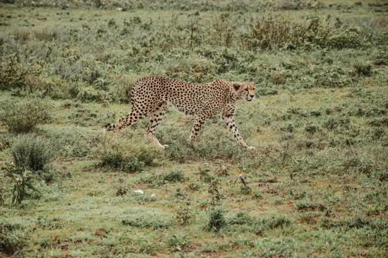 11 Dagen | Klassiekers van Tanzania