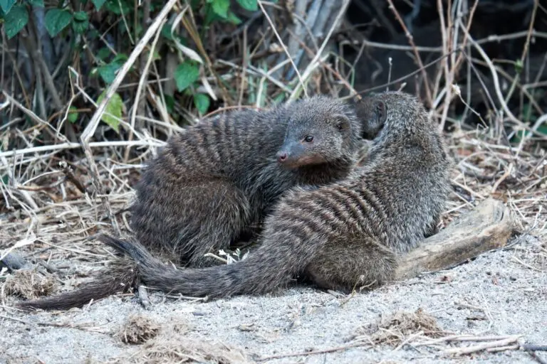 10 Dagen | Nationale Parken in Noord Tanzania & Zanzibar