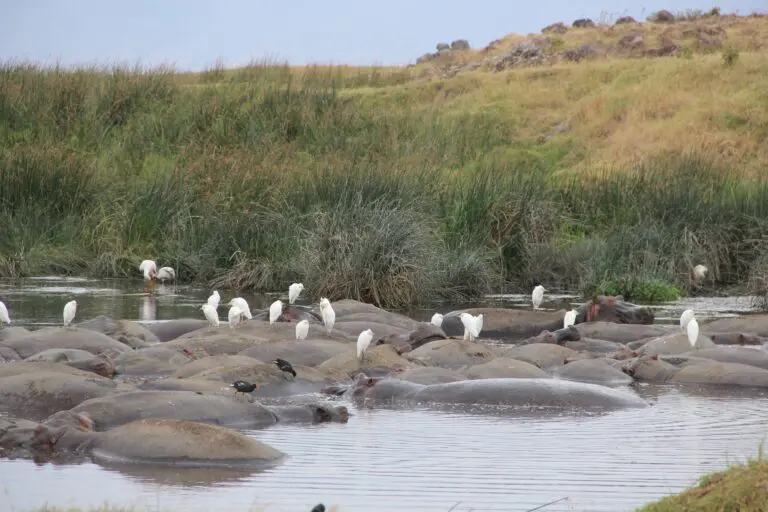 9 Dagen | Highlights Noord-Tanzania