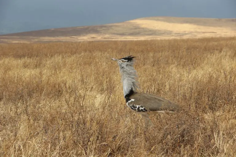 2 Dagen | Tarangire & Ngorongoro Krater