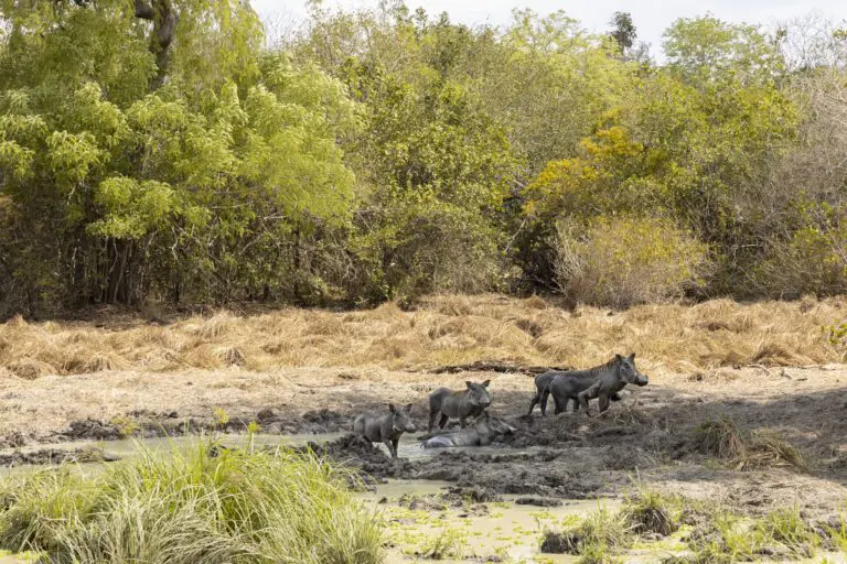 4 Days in Selous Game Reserve