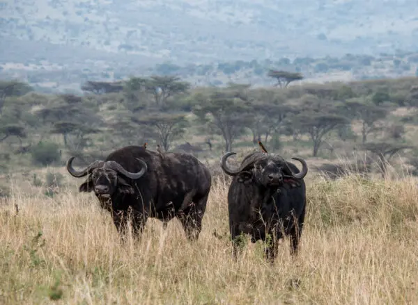 Pololeti Game Reserve
