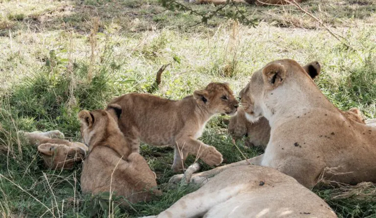 14 Dagen | Het beste van het Noordelijk circuit & Zanzibar