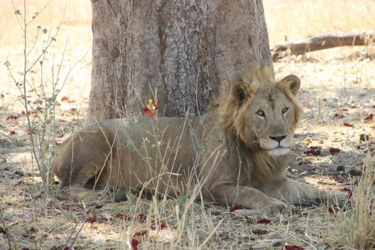 10 Dagen | Highlights Noord-Tanzania