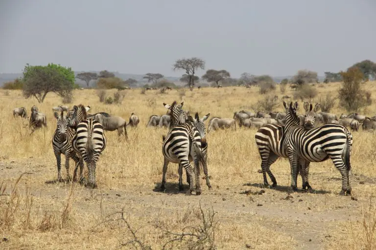 6 Dagen | Highlights Noord-Tanzania