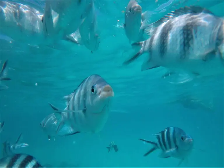 Zanzibar Onderwater Avontuur