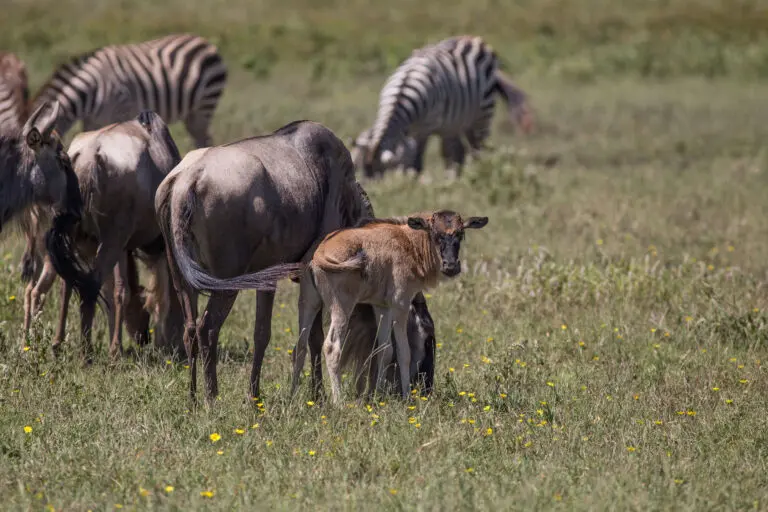 14 Days | Great Migration Calving Season & Zanzibar