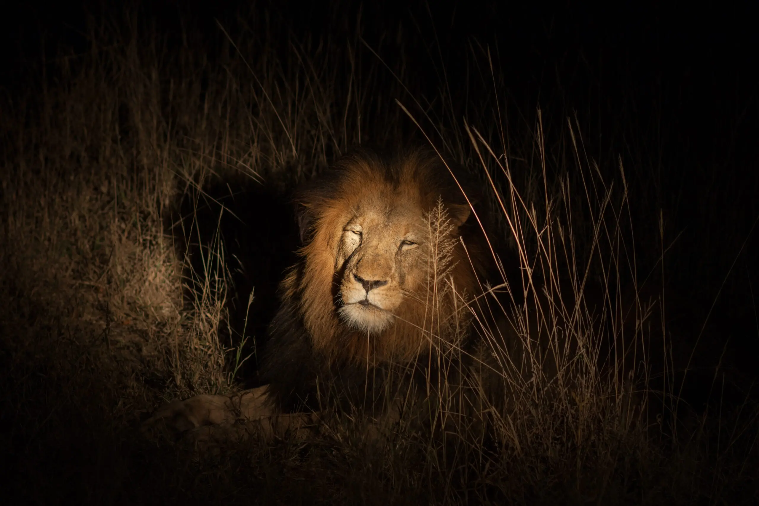 Night Game Drive en Nyerere National Park