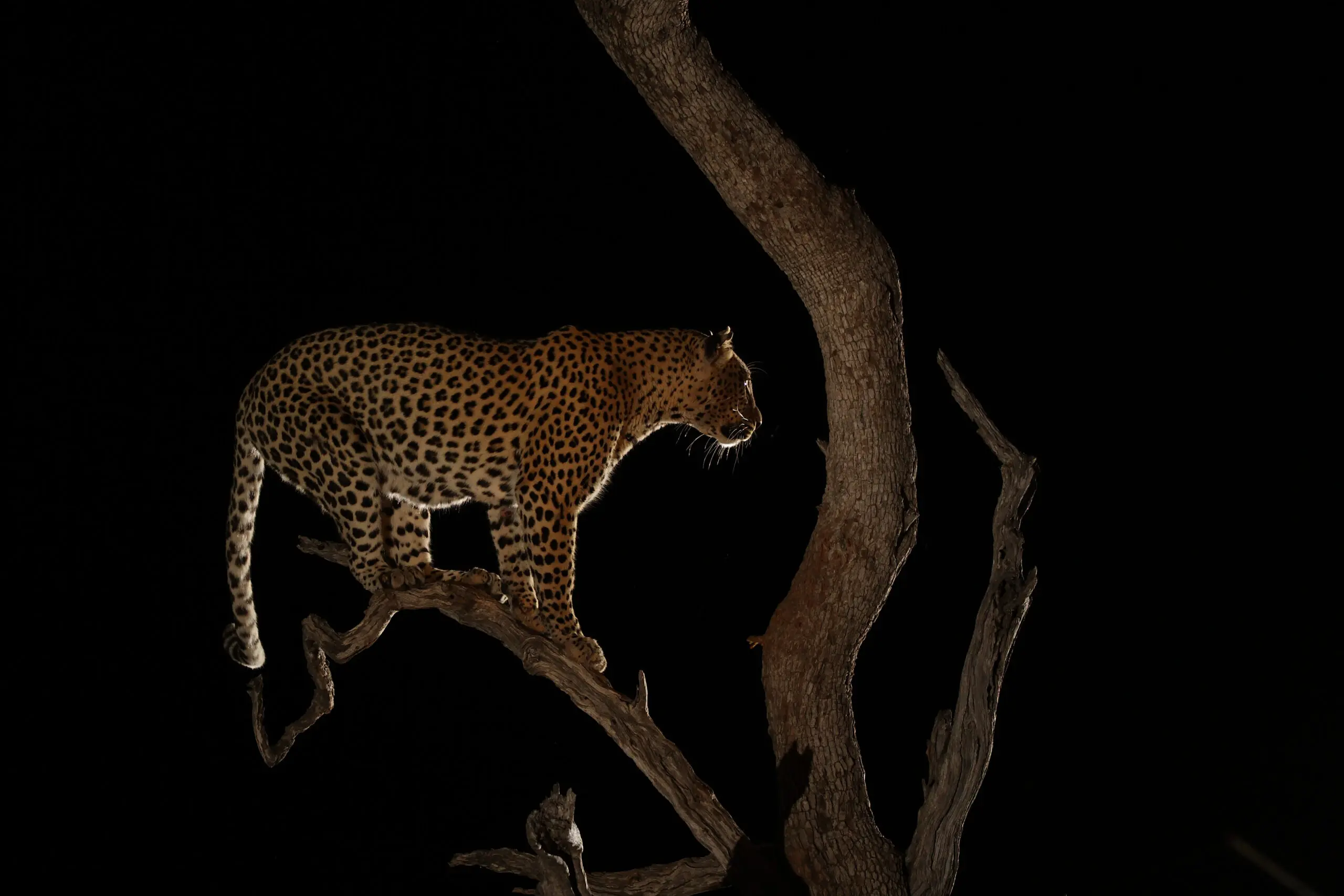 Night Game Drive in Mikumi National Park