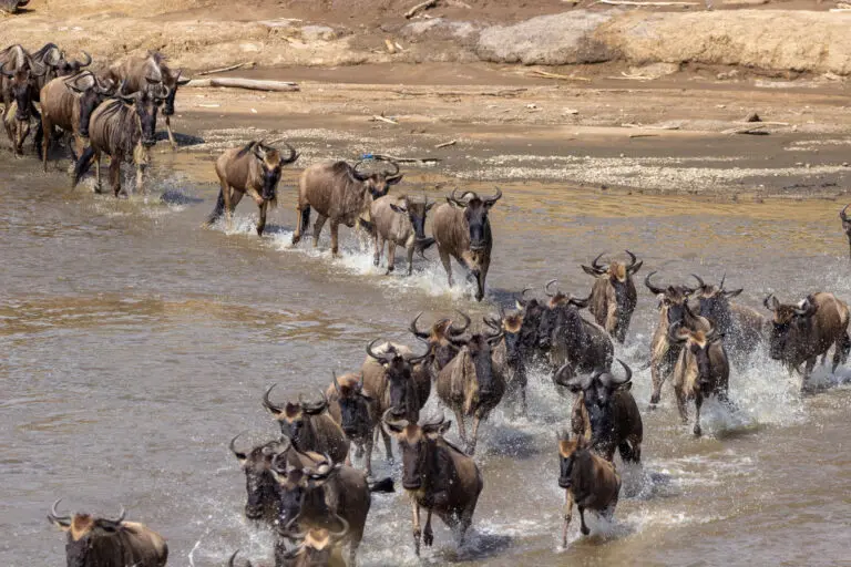14 Days | Great Migration River Crossing & Zanzibar
