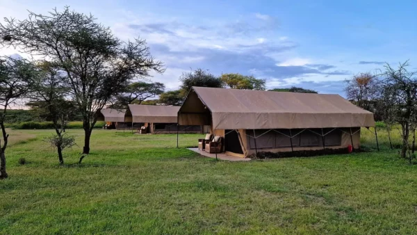 Africa Safari Serengeti Ndutu
