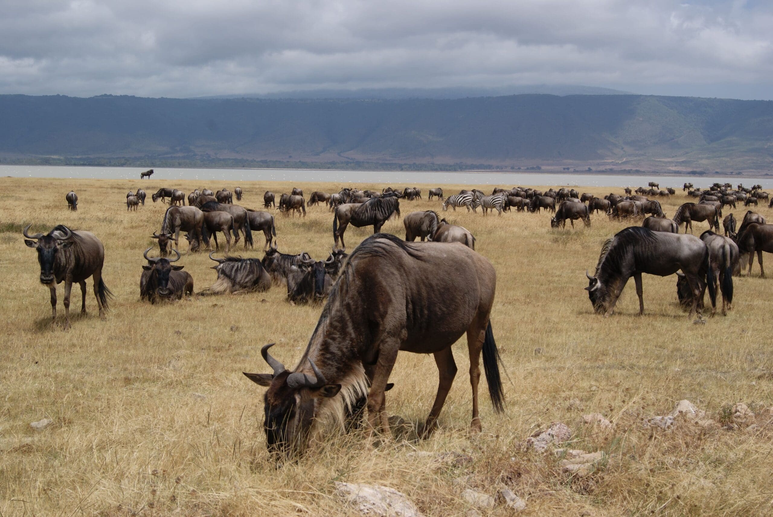 Vacaciones a Tanzania | Safaris con Paradise \u0026 Wilderness, image size:2560x1714