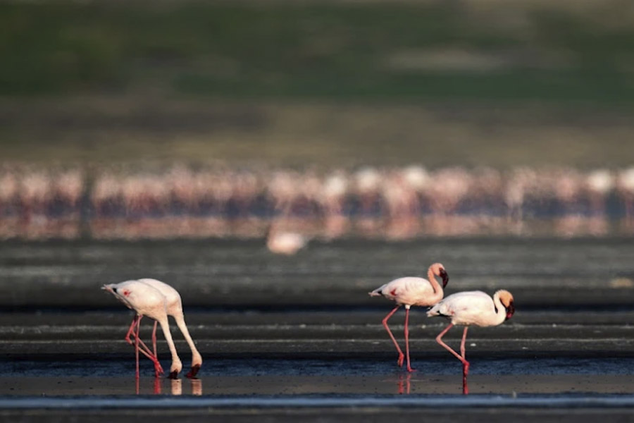 Flamingo Lake Walk – Walking from the camp