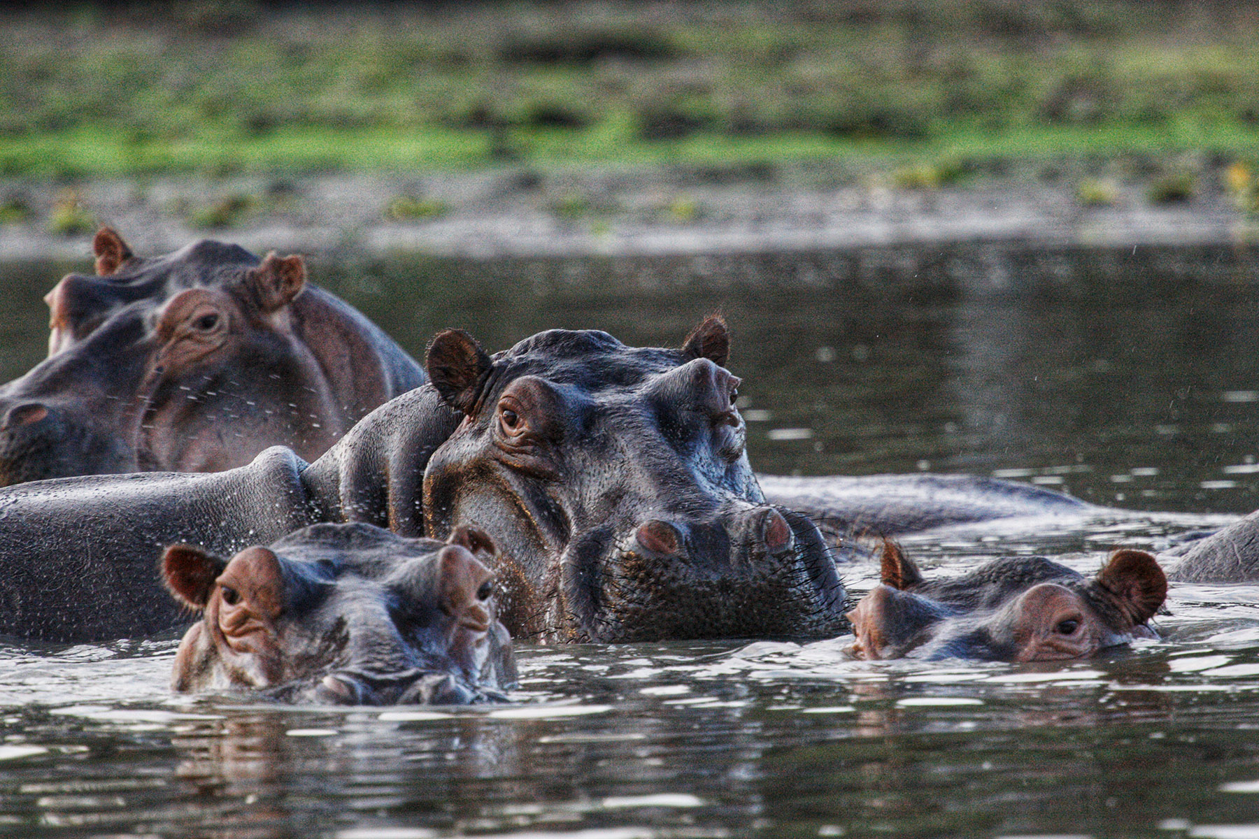 Best tour company in Tanzania - Paradise & Wilderness