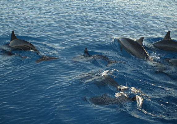 Zanzibar Dolphin Adventure 600x400 landscape c6b46db870439ff27e684727dba4b7d0