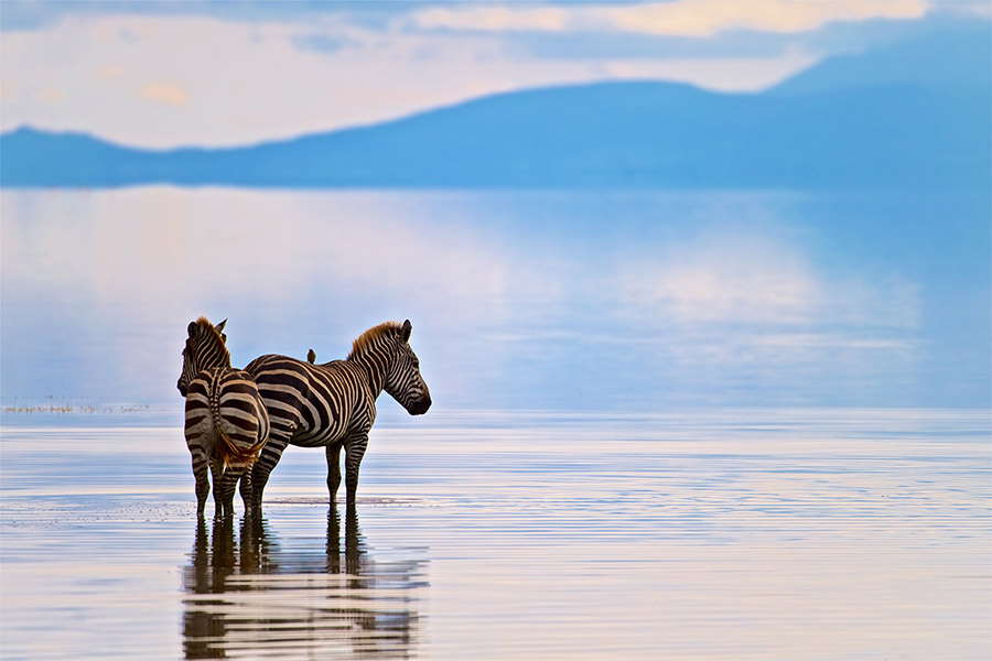 Two Zebras in Lake Manyara